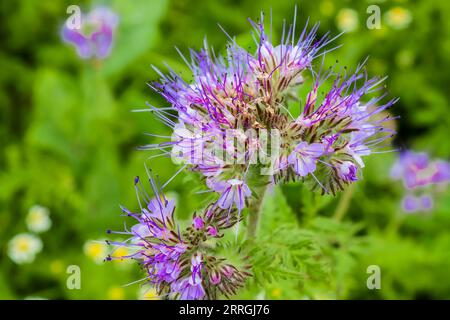 Wunderschöne lila-lila blühende Phacelia tanacetifolia Blumen auf Einem Feld bei Sonnenuntergang. Natürliche Europäische Landschaft. Stockfoto