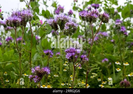 Wunderschöne lila-lila blühende Phacelia tanacetifolia Blumen auf Einem Feld bei Sonnenuntergang. Natürliche Europäische Landschaft. Stockfoto
