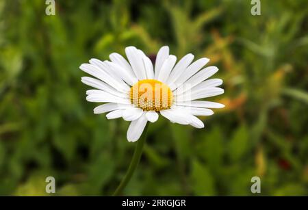 Wunderschöne weiße Margeritenblumen auf Einem grünen Feld. Leucanthemum Vulgare. Sonniger Sommertag. Stockfoto