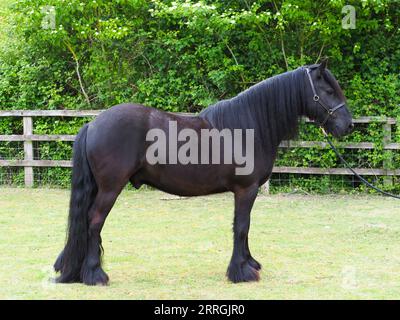 Ein seltenes schwarzes Dales-Pony in einer Koppel. Stockfoto