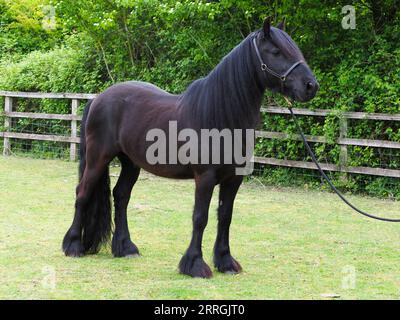 Ein seltenes schwarzes Dales-Pony in einer Koppel. Stockfoto