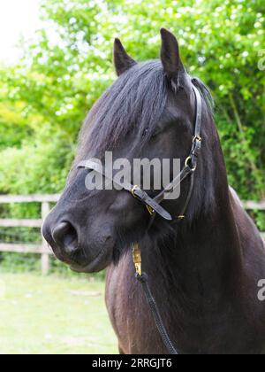 Ein Kopfschuss eines seltenen Schwarzen Dales-Ponys in einem Fahrerlager. Stockfoto