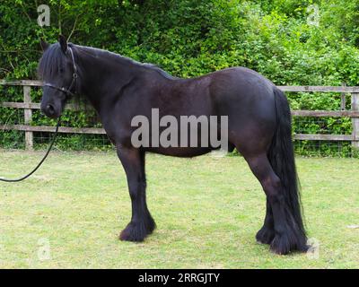 Ein seltenes schwarzes Dales-Pony in einer Koppel. Stockfoto