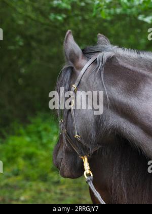 Ein Kopfschuss eines seltenen Schwarzen Dales-Ponys in einem Fahrerlager. Stockfoto