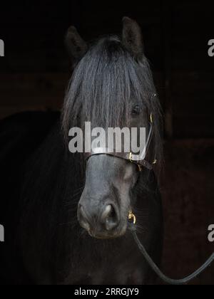 Ein Kopfschuss eines seltenen Schwarzen Dales-Ponys in einem Fahrerlager. Stockfoto