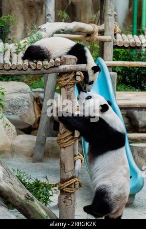 220525 -- KUALA LUMPUR, 25. Mai 2022 -- Riesenpandajunges Sheng Yi Upper und seine Mutter Liang Liang spielen im Zoo Negara bei Kuala Lumpur, Malaysia, 25. Mai 2022. Das dritte lokal gezüchtete Riesenpandajunges, das im Mai letzten Jahres in Malaysia geboren wurde, heißt offiziell Sheng Yi, was friedlich und Freundschaft bedeutet. Der Name weist auch auf den Wunsch der malaysischen Regierung hin, ihre diplomatischen Beziehungen zu China zu stärken, so eine Pressemitteilung des malaysischen Ministers für Energie und natürliche Ressourcen Takiyuddin Hassan. MALAYSIA-KUALA LUMPUR-RIESE PANDA-SHENG YI ZHUXWEI PUBLICATIONXNOTXINXCHN Stockfoto