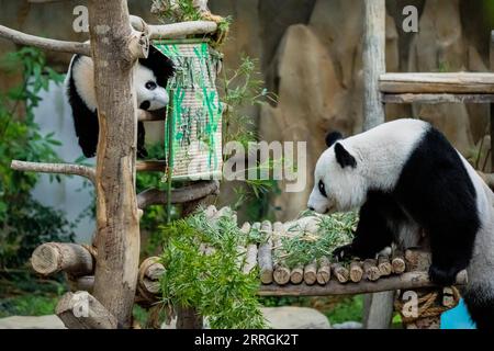 220525 -- KUALA LUMPUR, 25. Mai 2022 -- das Riesenpandajunges Sheng Yi L und seine Mutter Liang Liang spielen im Zoo Negara bei Kuala Lumpur, Malaysia, 25. Mai 2022. Das dritte lokal gezüchtete Riesenpandajunges, das im Mai letzten Jahres in Malaysia geboren wurde, heißt offiziell Sheng Yi, was friedlich und Freundschaft bedeutet. Der Name weist auch auf den Wunsch der malaysischen Regierung hin, ihre diplomatischen Beziehungen zu China zu stärken, so eine Pressemitteilung des malaysischen Ministers für Energie und natürliche Ressourcen Takiyuddin Hassan. MALAYSIA-KUALA LUMPUR-RIESE PANDA-SHENG YI ZHUXWEI PUBLICATIONXNOTXINXCHN Stockfoto