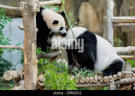 220525 -- KUALA LUMPUR, 25. Mai 2022 -- das Riesenpandajunges Sheng Yi L und seine Mutter Liang Liang spielen im Zoo Negara bei Kuala Lumpur, Malaysia, 25. Mai 2022. Das dritte lokal gezüchtete Riesenpandajunges, das im Mai letzten Jahres in Malaysia geboren wurde, heißt offiziell Sheng Yi, was friedlich und Freundschaft bedeutet. Der Name weist auch auf den Wunsch der malaysischen Regierung hin, ihre diplomatischen Beziehungen zu China zu stärken, so eine Pressemitteilung des malaysischen Ministers für Energie und natürliche Ressourcen Takiyuddin Hassan. MALAYSIA-KUALA LUMPUR-RIESE PANDA-SHENG YI ZHUXWEI PUBLICATIONXNOTXINXCHN Stockfoto