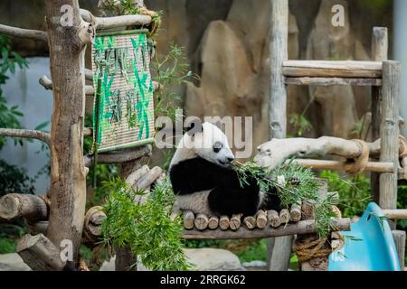 220525 -- KUALA LUMPUR, 25. Mai 2022 -- das riesige Panda-Baby Sheng Yi genießt Bambus im Zoo Negara in der Nähe von Kuala Lumpur, Malaysia, 25. Mai 2022. Das dritte lokal gezüchtete Riesenpandajunges, das im Mai letzten Jahres in Malaysia geboren wurde, heißt offiziell Sheng Yi, was friedlich und Freundschaft bedeutet. Der Name weist auch auf den Wunsch der malaysischen Regierung hin, ihre diplomatischen Beziehungen zu China zu stärken, so eine Pressemitteilung des malaysischen Ministers für Energie und natürliche Ressourcen Takiyuddin Hassan. MALAYSIA-KUALA LUMPUR-RIESE PANDA-SHENG YI ZHUXWEI PUBLICATIONXNOTXINXCHN Stockfoto