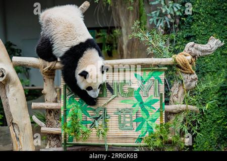 220525 -- KUALA LUMPUR, 25. Mai 2022 -- das Riesenpandajunges Sheng Yi spielt im Zoo Negara bei Kuala Lumpur, Malaysia, am 25. Mai 2022. Das dritte lokal gezüchtete Riesenpandajunges, das im Mai letzten Jahres in Malaysia geboren wurde, heißt offiziell Sheng Yi, was friedlich und Freundschaft bedeutet. Der Name weist auch auf den Wunsch der malaysischen Regierung hin, ihre diplomatischen Beziehungen zu China zu stärken, so eine Pressemitteilung des malaysischen Ministers für Energie und natürliche Ressourcen Takiyuddin Hassan. MALAYSIA-KUALA LUMPUR-RIESE PANDA-SHENG YI ZHUXWEI PUBLICATIONXNOTXINXCHN Stockfoto