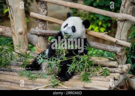 220525 -- KUALA LUMPUR, 25. Mai 2022 -- Riesenpandajunges Sheng Yi isst Bambus im Zoo Negara in der Nähe von Kuala Lumpur, Malaysia, 25. Mai 2022. Das dritte lokal gezüchtete Riesenpandajunges, das im Mai letzten Jahres in Malaysia geboren wurde, heißt offiziell Sheng Yi, was friedlich und Freundschaft bedeutet. Der Name weist auch auf den Wunsch der malaysischen Regierung hin, ihre diplomatischen Beziehungen zu China zu stärken, so eine Pressemitteilung des malaysischen Ministers für Energie und natürliche Ressourcen Takiyuddin Hassan. MALAYSIA-KUALA LUMPUR-RIESE PANDA-SHENG YI ZHUXWEI PUBLICATIONXNOTXINXCHN Stockfoto