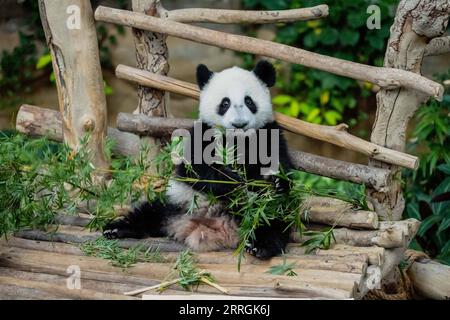 220525 -- KUALA LUMPUR, 25. Mai 2022 -- das riesige Panda-Baby Sheng Yi genießt Bambus im Zoo Negara in der Nähe von Kuala Lumpur, Malaysia, 25. Mai 2022. Das dritte lokal gezüchtete Riesenpandajunges, das im Mai letzten Jahres in Malaysia geboren wurde, heißt offiziell Sheng Yi, was friedlich und Freundschaft bedeutet. Der Name weist auch auf den Wunsch der malaysischen Regierung hin, ihre diplomatischen Beziehungen zu China zu stärken, so eine Pressemitteilung des malaysischen Ministers für Energie und natürliche Ressourcen Takiyuddin Hassan. MALAYSIA-KUALA LUMPUR-RIESE PANDA-SHENG YI ZHUXWEI PUBLICATIONXNOTXINXCHN Stockfoto