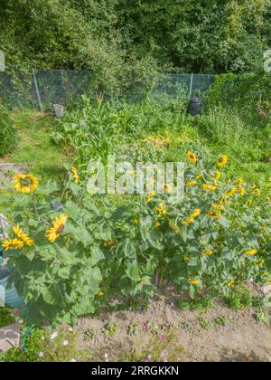 Luftaufnahme meiner Kleingärten Anfang September in Burgess Hill West sussex Stockfoto