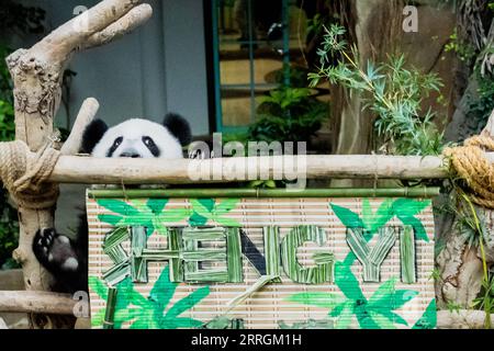 220525 -- KUALA LUMPUR, 25. Mai 2022 -- das Riesenpandajunges Sheng Yi spielt im Zoo Negara bei Kuala Lumpur, Malaysia, am 25. Mai 2022. Das dritte lokal gezüchtete Riesenpandajunges, das im Mai letzten Jahres in Malaysia geboren wurde, heißt offiziell Sheng Yi, was friedlich und Freundschaft bedeutet. Der Name weist auch auf den Wunsch der malaysischen Regierung hin, ihre diplomatischen Beziehungen zu China zu stärken, so eine Pressemitteilung des malaysischen Ministers für Energie und natürliche Ressourcen Takiyuddin Hassan. MALAYSIA-KUALA LUMPUR-RIESE PANDA-SHENG YI ZHUXWEI PUBLICATIONXNOTXINXCHN Stockfoto