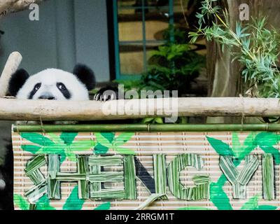 220525 -- KUALA LUMPUR, 25. Mai 2022 -- das Riesenpandajunges Sheng Yi spielt im Zoo Negara bei Kuala Lumpur, Malaysia, am 25. Mai 2022. Das dritte lokal gezüchtete Riesenpandajunges, das im Mai letzten Jahres in Malaysia geboren wurde, heißt offiziell Sheng Yi, was friedlich und Freundschaft bedeutet. Der Name weist auch auf den Wunsch der malaysischen Regierung hin, ihre diplomatischen Beziehungen zu China zu stärken, so eine Pressemitteilung des malaysischen Ministers für Energie und natürliche Ressourcen Takiyuddin Hassan. MALAYSIA-KUALA LUMPUR-RIESE PANDA-SHENG YI ZHUXWEI PUBLICATIONXNOTXINXCHN Stockfoto