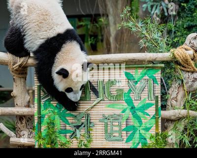 220525 -- KUALA LUMPUR, 25. Mai 2022 -- das Riesenpandajunges Sheng Yi spielt im Zoo Negara bei Kuala Lumpur, Malaysia, am 25. Mai 2022. Das dritte lokal gezüchtete Riesenpandajunges, das im Mai letzten Jahres in Malaysia geboren wurde, heißt offiziell Sheng Yi, was friedlich und Freundschaft bedeutet. Der Name weist auch auf den Wunsch der malaysischen Regierung hin, ihre diplomatischen Beziehungen zu China zu stärken, so eine Pressemitteilung des malaysischen Ministers für Energie und natürliche Ressourcen Takiyuddin Hassan. MALAYSIA-KUALA LUMPUR-RIESE PANDA-SHENG YI ZHUXWEI PUBLICATIONXNOTXINXCHN Stockfoto