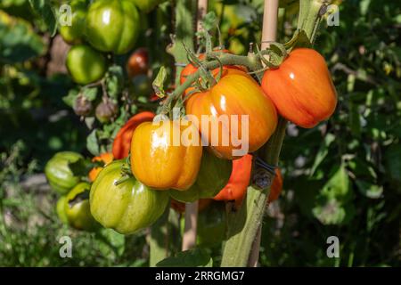 Gestreifte Stopfertomaten, die im Spätsommer in England, Großbritannien, an der Rebe wachsen, eine rote unbestimmte Tomatensorte mit gelben Streifen Stockfoto