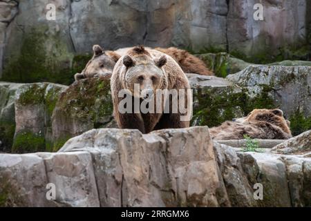 Madrid, Spanien. September 2023. Ein Braunbär (Ursus arctos) in seinem Gehege im Zoo von Madrid. Quelle: Marcos del Mazo/Alamy Live News Stockfoto