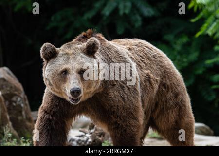 Madrid, Spanien. September 2023. Ein Braunbär (Ursus arctos) in seinem Gehege im Zoo von Madrid. Quelle: Marcos del Mazo/Alamy Live News Stockfoto