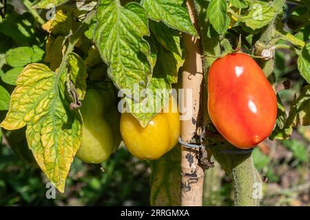 Pflaumentomaten, die im Spätsommer in einem Garten wachsen und Reifen, England, Großbritannien Stockfoto