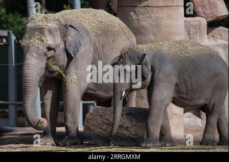 Madrid, Spanien. September 2023. Asiatische Elefanten (Elephas maximus) in ihrem Gehege im Madrider Zoo. Quelle: Marcos del Mazo/Alamy Live News Stockfoto