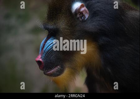 Madrid, Spanien. September 2023. Ein Mandrill (Mandrillus sphinx) in seinem Gehege im Zoo von Madrid. Quelle: Marcos del Mazo/Alamy Live News Stockfoto