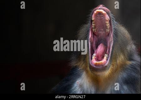 Madrid, Spanien. September 2023. Ein Mandrill (Mandrillus sphinx) öffnet seinen Mund und zeigt seine Zähne, die in seinem Gehege im Zoo von Madrid abgebildet sind. Quelle: Marcos del Mazo/Alamy Live News Stockfoto