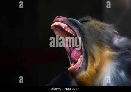 Madrid, Spanien. September 2023. Ein Mandrill (Mandrillus sphinx) öffnet seinen Mund und zeigt seine Zähne, die in seinem Gehege im Zoo von Madrid abgebildet sind. Quelle: Marcos del Mazo/Alamy Live News Stockfoto