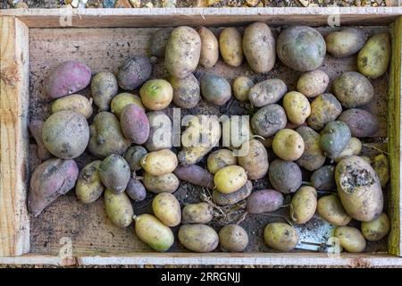 Kartoffeln in einer Holzschale, Saatgutbox, Gemüsegartenarbeit, Großbritannien Stockfoto