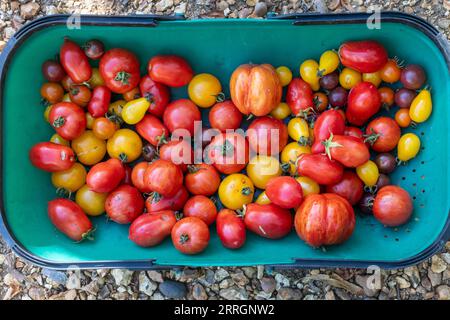 Verschiedene Tomaten in einer Gartentruhe Stockfoto