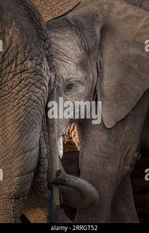 Nahaufnahme afrikanischer Elefanten (Loxodonta africana). Stockfoto