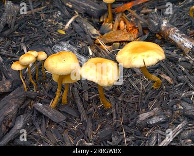 Kleine braune Pilze wachsen im Wald. S.W. Texas. Stockfoto