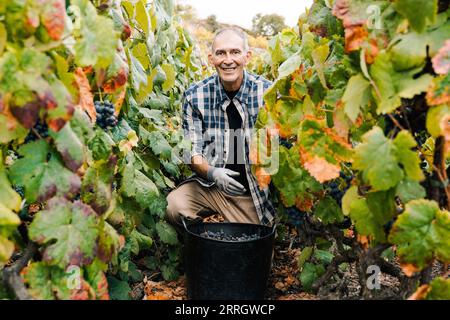 Lateinischer älterer Landwirt, der Trauben für die Rotweinproduktion in Weinbergen während der Erntezeit sammelt - ökologischer Landbau, Konzept eines Winzers Stockfoto