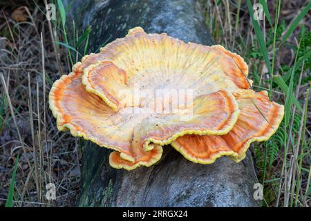 Nahansicht von Laetiporus oder Hähnchen des Waldes Pilz auf umgestürztem Baumstamm Stockfoto
