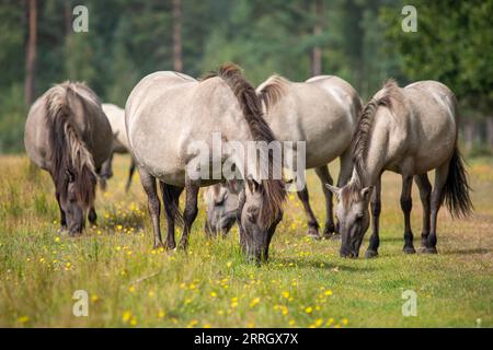 Kleine Herde von Wildpferden - Equus ferus - Beweidung im Naturschutzgebiet bei Marielyst, Dänemark Stockfoto