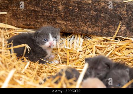 Bild entzückender neugeborener Kätzchen im Strohhalm Stockfoto