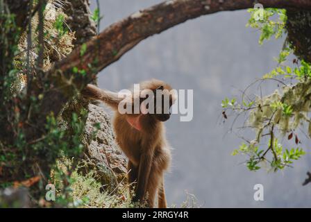 Gelada, Heropithecus Gelada, blutende Herzaffen oder auch Gelada-Pavian sind endemisch in den äthiopischen Hochländern, ihrem natürlichen Lebensraum in den Simien Stockfoto