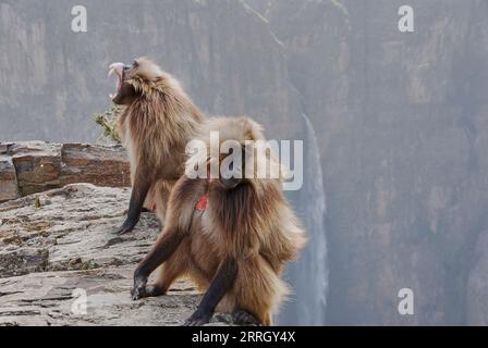 Gelada, Heropithecus Gelada, blutende Herzaffen oder auch Gelada-Pavian sind endemisch in den äthiopischen Hochländern, ihrem natürlichen Lebensraum in den Simien Stockfoto