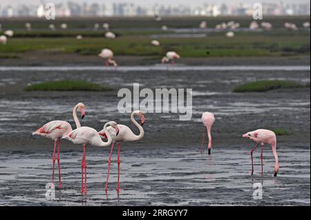 220605 -- WALVIS BAY, 5. Juni 2022 -- Flamingos werden in Walvis Bay in Namibia gesehen, 5. Juni 2022. NAMIBIA-WALVIS BAY-FLAMINGOS ChenxCheng PUBLICATIONxNOTxINxCHN Stockfoto