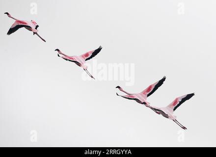 220605 -- WALVIS BAY, 5. Juni 2022 -- Flamingos werden in Walvis Bay in Namibia gesehen, 5. Juni 2022. NAMIBIA-WALVIS BAY-FLAMINGOS ChenxCheng PUBLICATIONxNOTxINxCHN Stockfoto