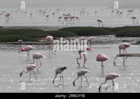 220605 -- WALVIS BAY, 5. Juni 2022 -- Flamingos werden in Walvis Bay in Namibia gesehen, 5. Juni 2022. NAMIBIA-WALVIS BAY-FLAMINGOS ChenxCheng PUBLICATIONxNOTxINxCHN Stockfoto