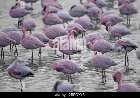 220605 -- WALVIS BAY, 5. Juni 2022 -- Flamingos werden in Walvis Bay in Namibia gesehen, 5. Juni 2022. NAMIBIA-WALVIS BAY-FLAMINGOS ChenxCheng PUBLICATIONxNOTxINxCHN Stockfoto