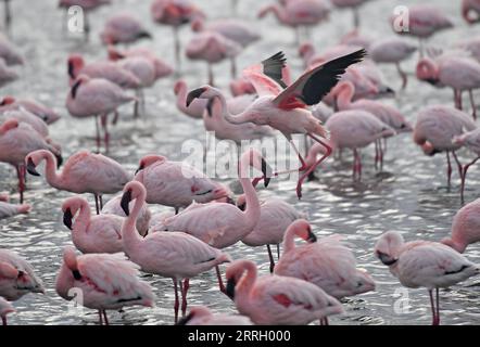 220605 -- WALVIS BAY, 5. Juni 2022 -- Flamingos werden in Walvis Bay in Namibia gesehen, 5. Juni 2022. NAMIBIA-WALVIS BAY-FLAMINGOS ChenxCheng PUBLICATIONxNOTxINxCHN Stockfoto