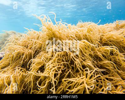 220608 -- KUALA LUMPUR, 8. Juni 2022 -- Foto aufgenommen am 14. Mai 2022 zeigt die Unterwasserlandschaft vor der Semporna von Sabah, Malaysia. Ein gesundes Meeresökosystem bietet hier Lebensraum für verschiedene Meereslebewesen. MALAYSIA-SABAH-UNTERWASSERLANDSCHAFT ZhuxWei PUBLICATIONxNOTxINxCHN Stockfoto