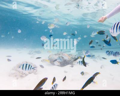 220608 -- KUALA LUMPUR, 8. Juni 2022 -- Foto aufgenommen am 14. Mai 2022 zeigt die Unterwasserlandschaft vor der Semporna von Sabah, Malaysia. Ein gesundes Meeresökosystem bietet hier Lebensraum für verschiedene Meereslebewesen. MALAYSIA-SABAH-UNTERWASSERLANDSCHAFT ZhuxWei PUBLICATIONxNOTxINxCHN Stockfoto