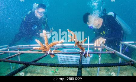 220608 -- LINGSHUI, 8. Juni 2022 -- Forscher und Mitarbeiter transplantieren Korallen in den Gewässern der Fenjiezhou Insel der Provinz Hainan, Südchina, 7. Juni 2022. Am 8. Juni wird der Weltmeertag gefeiert. Zum Schutz der örtlichen Unterwasserökologie wachsen und verpflanzen die Behörden des Landschaftsgebiets Fenjiezhou zusammen mit Ozeanen- und Fischereiforschern seit 2004 Korallen. Nach Jahren des Schutzes und der Wiederherstellung hat die Korallenbedeckungsrate der Gewässer der Insel Fenjiezhou zugenommen. Die Verbesserung des Unterwasserökosystems hat mehr Meeresbewohner angezogen. CHINA-HAINAN-WELT OZEAN-TAG-KORALLENSCHUTZ Stockfoto