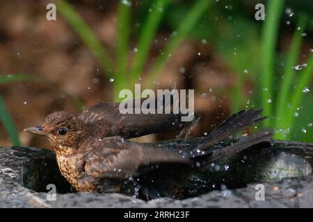 London, Großbritannien. September 2023. Während die Temperaturen im Süden Englands am vierten Tag in Folge 30 Grad überschreiten, kühlt eine junge Amsel ab, indem sie in einem Vogelbad in Clapham herumspritzt. Quelle: Anna Watson/Alamy Live News Stockfoto