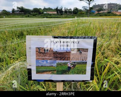 220611 -- ABUJA, 11. Juni 2022 -- Foto vom 2. Juni 2022 zeigt ein Reisfeld auf einer Demonstrationsfarm, die von einem chinesischen Unternehmen in Abuja, Nigeria, betrieben wird. ZUM Feature: Die Zusammenarbeit zwischen China und Nigeria im Bereich der Landwirtschaft zielt auf eine bessere Nahrungsmittelproduktion ab NIGERIA-ABUJA-CHINA-LANDWIRTSCHAFTLICHE ZUSAMMENARBEIT GuoxJun PUBLICATIONxNOTxINxCHN Stockfoto