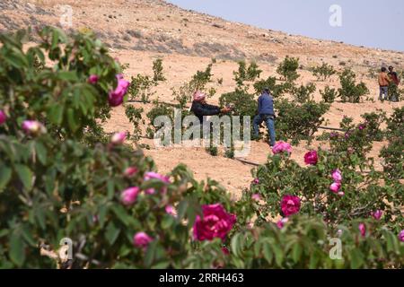 220612 -- DAMASKUS, 12. Juni 2022 -- Bauern pflücken Damaszener Rosen in der Stadt al-Marah, nördlich von Syriens Hauptstadt Damaskus, 28. Mai 2022. ZUM Spiel: Berühmte Damaszener Rose erwürgt durch US-Sanktionen Foto von /Xinhua SYRIEN-DAMASKUS-DAMASZENER ROSE AmmarxSafarjalani PUBLICATIONxNOTxINxCHN Stockfoto