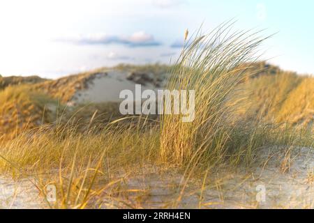 Gras auf den Sanddünen in der Nähe der Nordsee Stockfoto